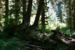 PICTURES/Ho Rainforest - Ho Trail/t_Trees3.JPG